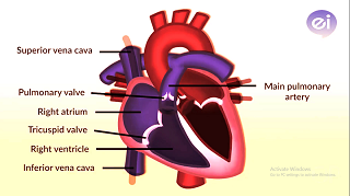 Heart_working